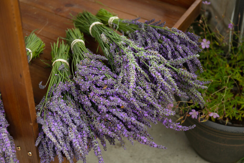 Several bundles of freshly cut lavender on a wooden surface.