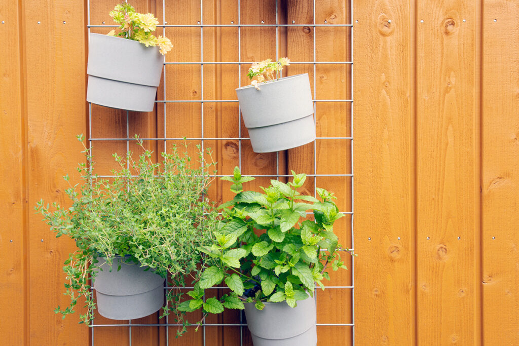 A wall-mounted metal grid with four hanging pots containing fresh herbs.