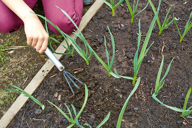 Anonymous woman wearing maroon pants using a hand rake in a raised garden bed filled with what looks like garlic.