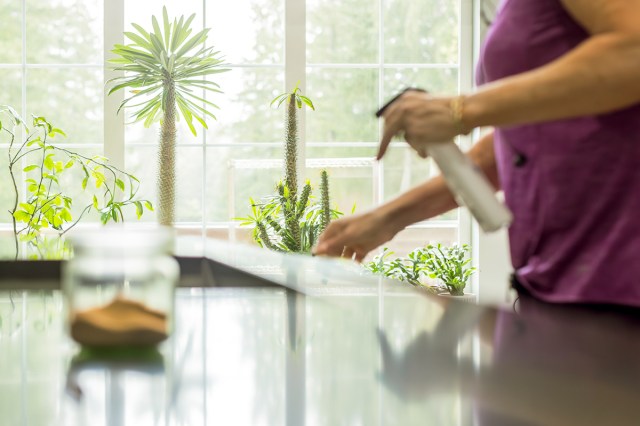 Anonymous woman holding a spray bottle as she's about to spray a kitchen countertop. In the foreground is a glass jar of cinnamon. Everything is out of focus except the plants in the background by the window.