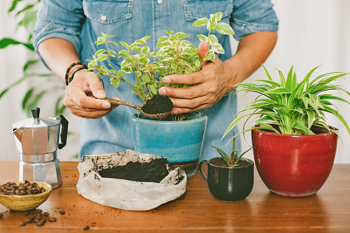 Plant Parents, Don’t Toss Your Used Coffee Grounds