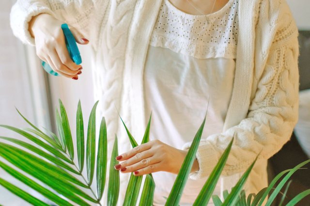 Anonymous woman wearing a white knit sweater spraying the leaves of a parlour palm with a blue plastic spray bottle.