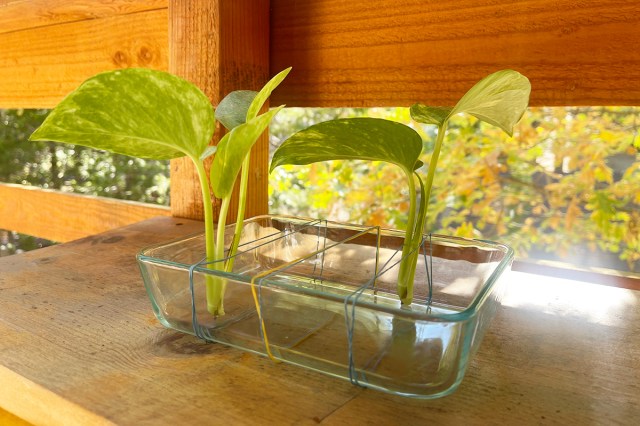 A rectangular glass Tupperware container with rubber bands stretched across it to hold plant cuttings upright, letting their roots rest in about an inch of water.