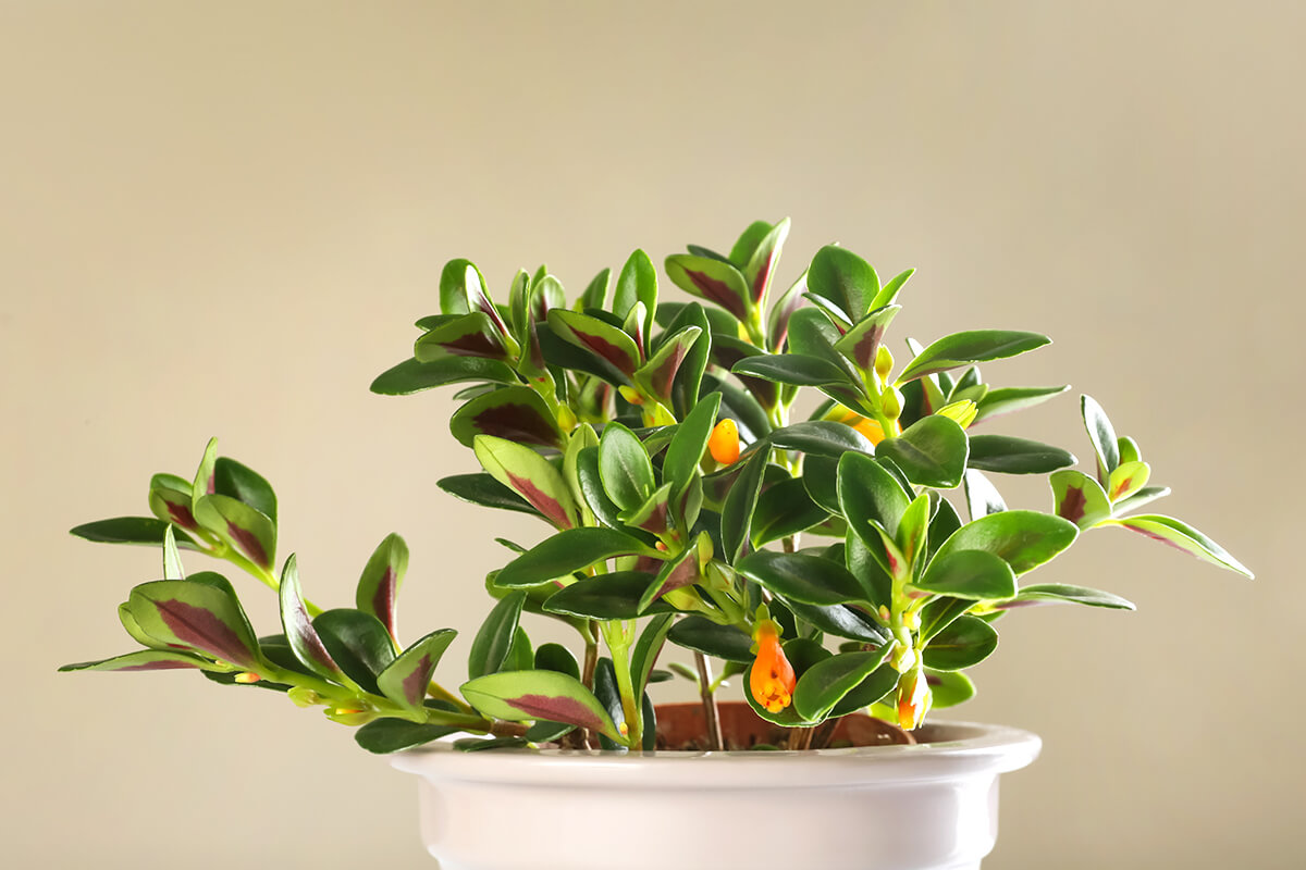 Winter-Blooming Houseplants To Brighten Up Your Space