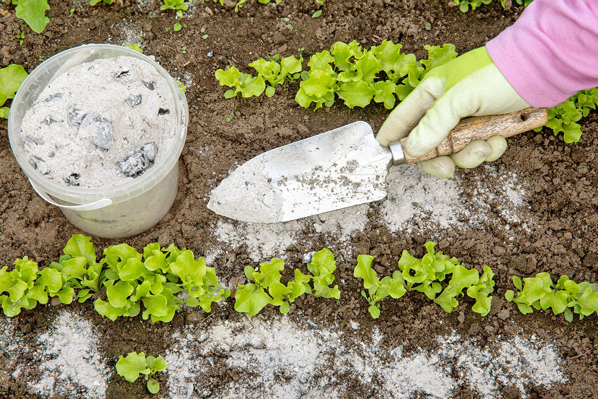 Gardener sprinkling wood burn ash between lettuce herbs for non-toxic organic insect repellent