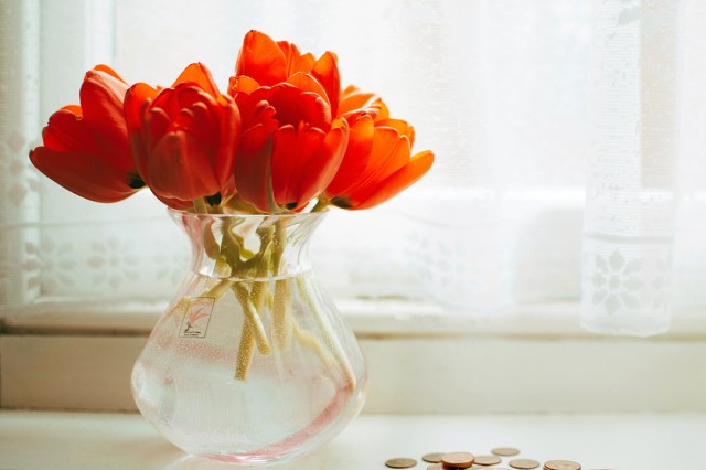 Opened red tulips in a clear glass vase with pennies on the countertop next to it.