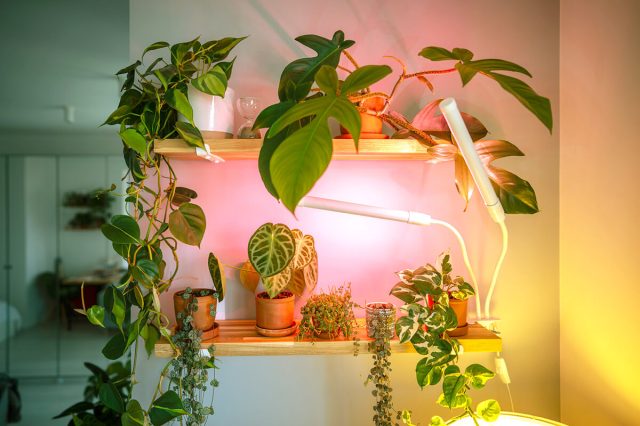 Plants arranged on two open shelves with clip-on grow lights hovering over them to help them thrive.