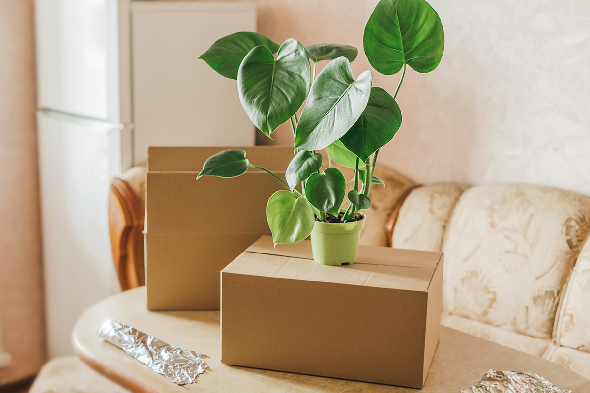 Plant on top of a cardboard box with aluminum foil on the table