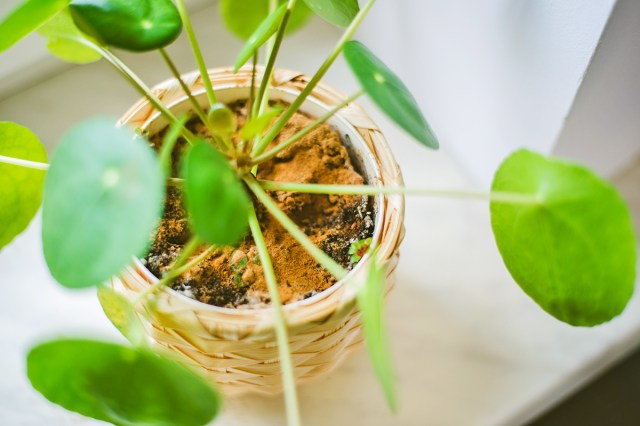 Cinnamon sprinkled on the soil of a pilea peperomioides plant that appears to have some white fungus growing on it. The plant is seen from above and is in a woven planter.