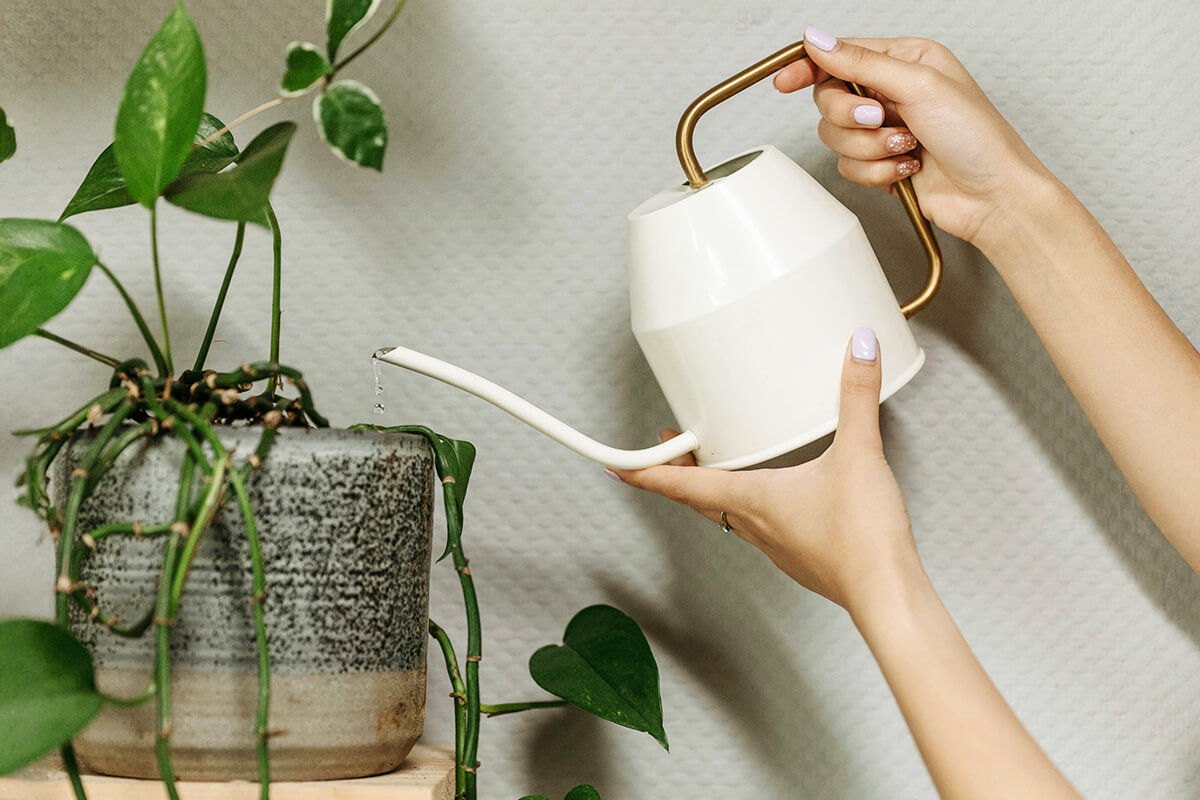 6 Signs You’re Overwatering Your Plants (And How To Save Them)