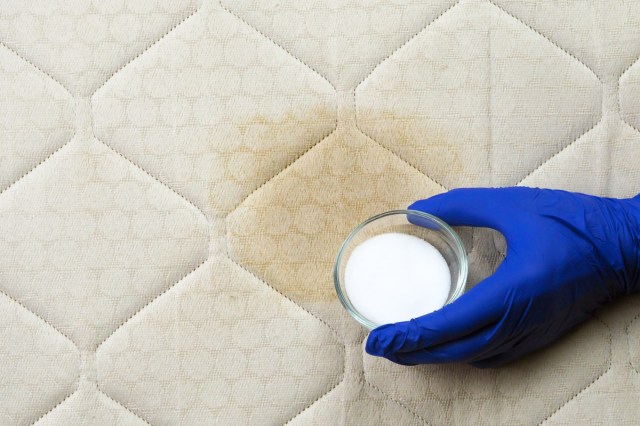 Anonymous person wearing a blue cleaning glove holding a small dish of baking soda next to a stain on a bare mattress.