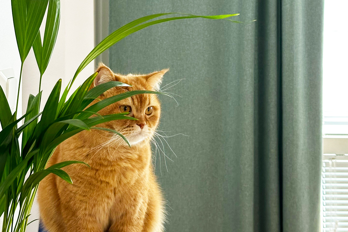 6 Cleaning Products Pet Parents Can’t Live Without