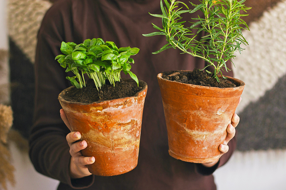 You’ll Never Pot a Plant Without This Trick Again